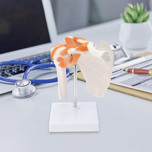 Image of RONTEN Medical Shoulder Anatomy Model with Functional Ligaments, Life Size Anatomical Human Shoulder Joint Model for Science Class Medical Teaching Display Model (Includes a Base)