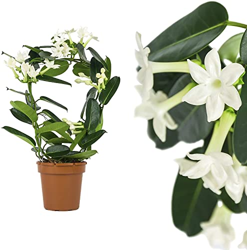 DECOALIVE Planta Enredadera Natural Jazmín Madagascar Stephanotis Florbunda