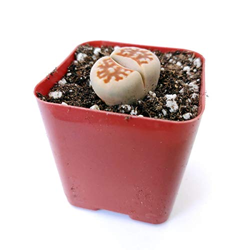 Lithops Succulent | Living Stones Raw Stone Cactus Succulent | Unique Succulent Gift Decoration (2 Inch) #TOP2