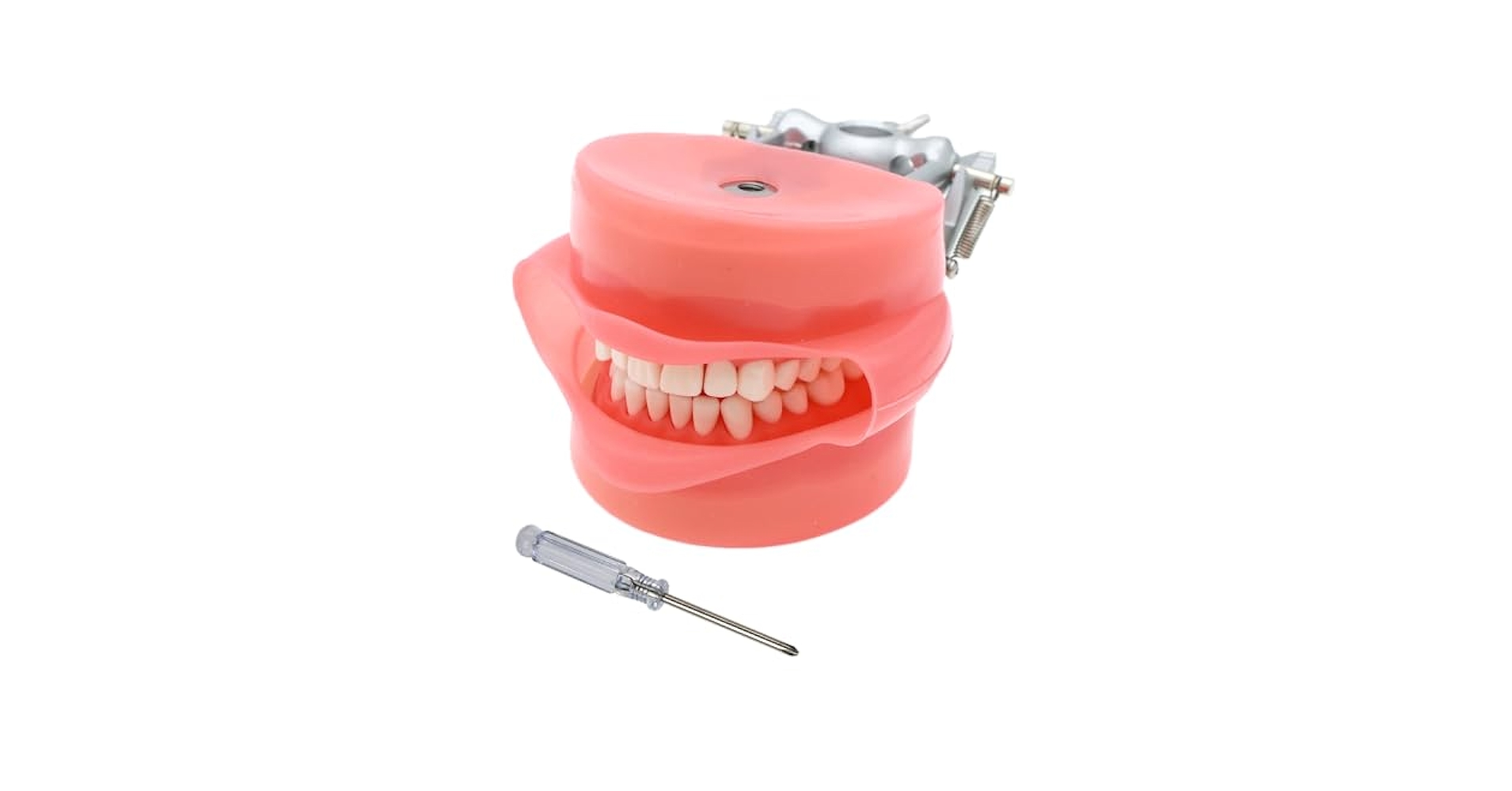 Amazon.com: Dental Typodont Model Compatible with Kilgore