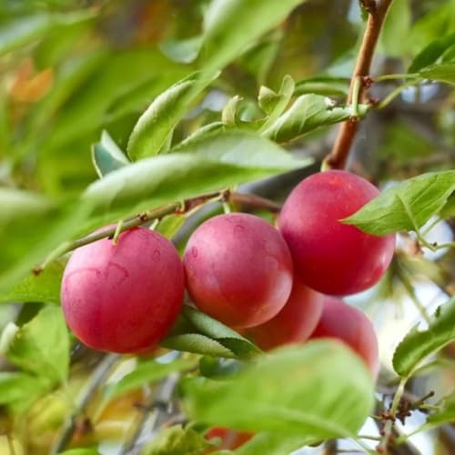 Muda Frutífera de Ameixa Irati Enxertada