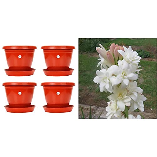 Image of Kraft Seeds 8-inch Garden Balcony Flowering Planter with Bottom Plate /Tray (Red /Terracotta, Pack Rajnighandha or Tuberose Flower Bulbs (White, Pack of 8 Bulbs)