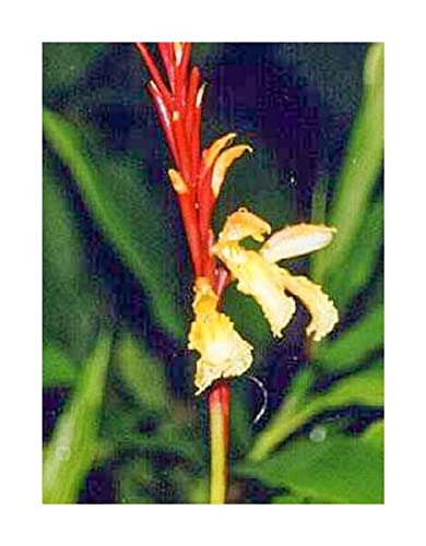 10 x Cautleya Gracilis Hardy Ginger Garden Plants Seeds ID469 Seeds Plants Shop Seed Bench Pullingen Patrik Ipsa