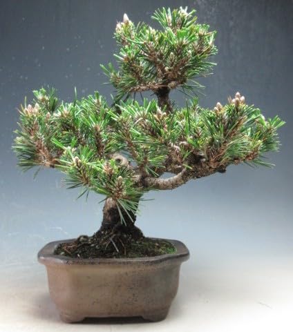 Amazon | ミニ盆栽 八房 寿黒松（千寿丸）【現品】（3763） | 盆栽