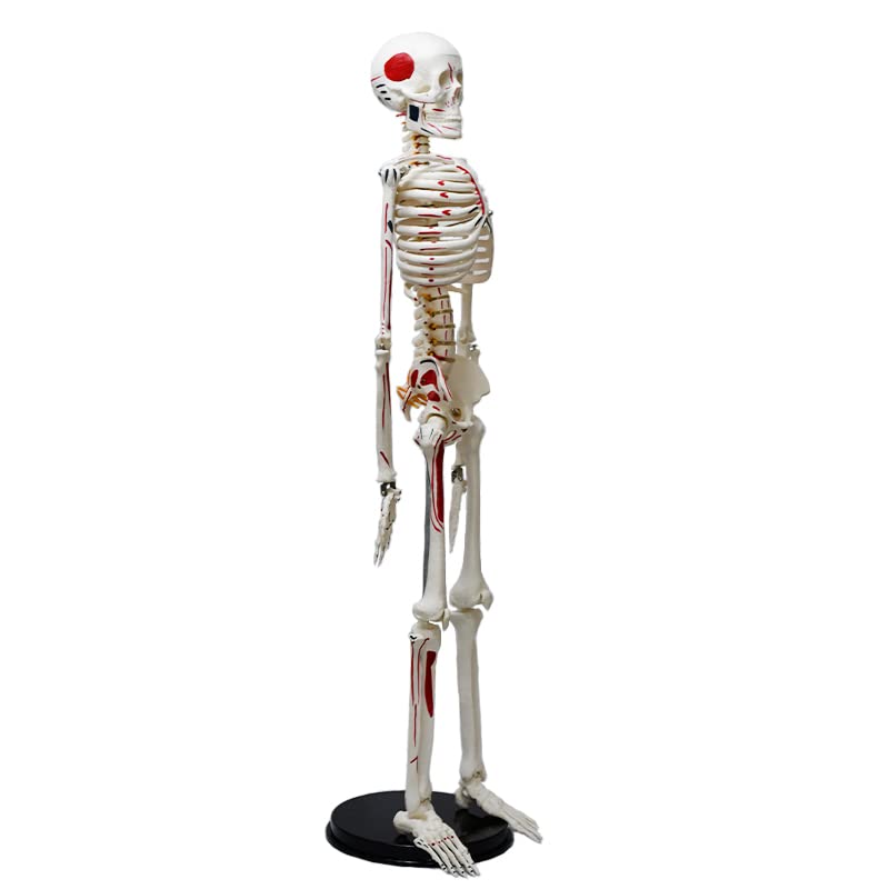 Image of ✮ Human Skeleton Model ✮ 85CM Tall ✮ Painted Muscle Insertion and Origin Points ✮ Removable Arms and Legs ✮
