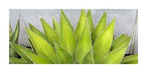 Stk - 10x Agave ghiesbreghtii Agaven Garten Pflanzen - Samen ID683 - Seeds  & Plants Shop by Ipsa : Amazon.de: Garten