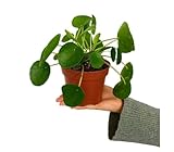 hijuelos de agave Fácil Mantenimiento: Esta planta es ideal para principiantes debido a su bajo mantenimiento y su resistencia a condiciones variables de luz y agua.