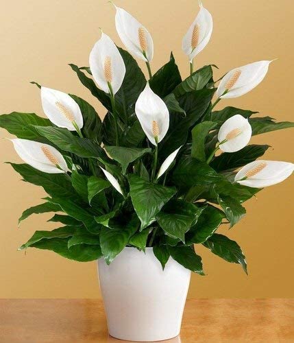 ShopCaart Peace Lily Flower Healthy Live Plant, Pack of 1 (B0BYW5DT7F) Amazon Price History, Amazon Price Tracker