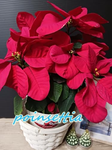 ポインセチア 苗 植物 ポインセチア 苗 植物