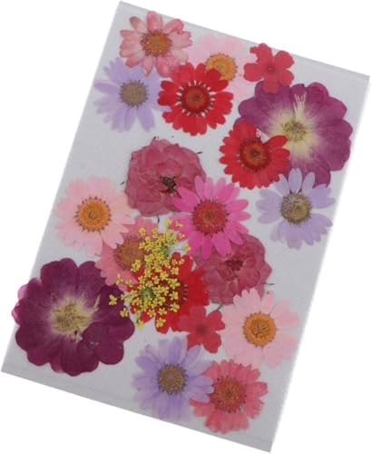Flores secas naturales multicolor para decoración DIY