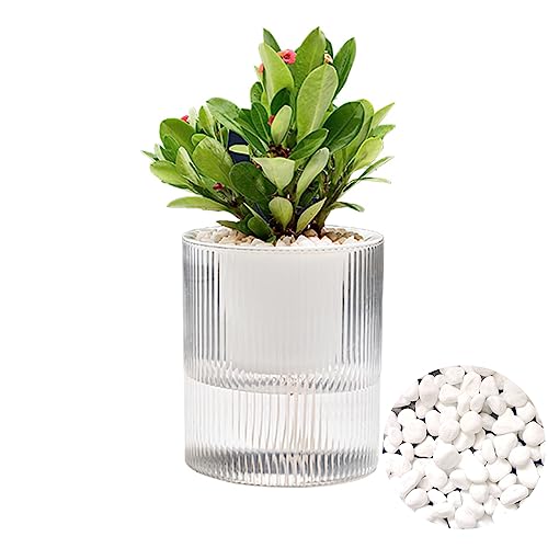 7-Inch Clear Self-Watering Plant Pots with Pebbles