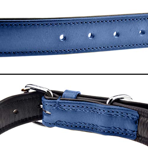 Schnüffelfreunde Halsband für Hunde aus Leder, Hundehalsband für den großen, mittleren und kleinen Hund, Lederhalsband gepolstert, robust (L - 36-45cm, Blau)