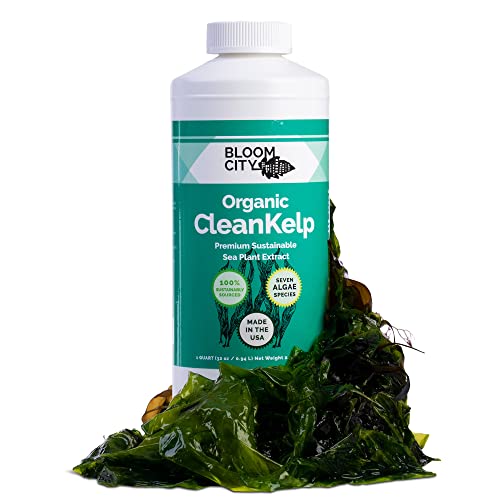 Kelp seaweed