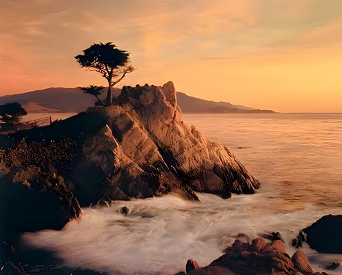 Impact Posters Gallery Ocean Scenery Picture Lone Cypress Tree Pebble Beach Wall Decor Art Print Poster Picture (16x20)