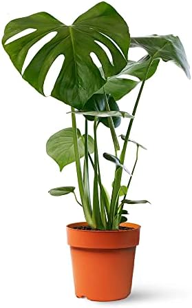 Monstera Deliciosa o Costilla de Adán | Planta natural de interio...