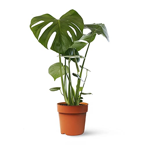 Monstera Deliciosa o Costilla de Adán | Planta natural de interior estilo tropical con altura 55-65 cm - Maceta del 17ø | April Plants