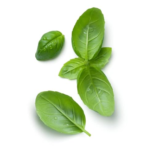 Semillas de Albahaca Gigante Italiana para Cultivar en Huerto Urbano Albahaca Hojas Grandes