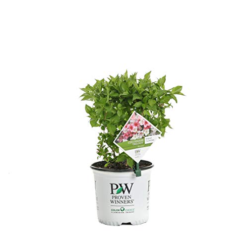 Czechmark Trilogy (Weigela) Live Shrub, White, Pink, And Red Flowers, 1 Gallon #TOP12