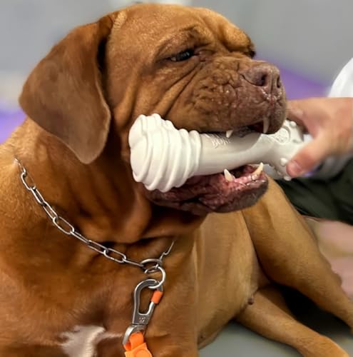 Biobone Mordedor para Cães Grande Porte, Feito com Cana, Zero Plástico, Ultra Resistente, 24 cm