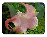 Santa Rosa - Brugmansia Hybrid Angels Trumpet - Live Tropical Plant - Big Single Peach Pink Flower - Emerald Goddess Gardens - Starter Sz 4 Inch Pot