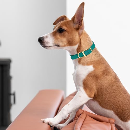 Image of Viper Biothane Heavy Duty Waterproof Dog Collar Strong Coated Nylon Webbing w /Solid Brass Hardware Odor-Proof Easy to Clean High Performance Fits Small Medium or Large Dogs, Blue Aqua