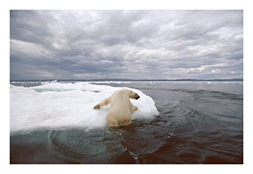 Artworks Italia Oso polar arrastrando en témpano de hielo, Bahía de Apuestas, Canadá-Paper Art-66.0 cmx45.7 cm