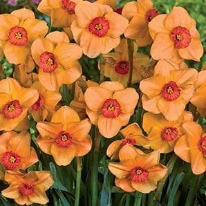 Siddhi Vinayak Gallery® Daffodils Cum Laude of The Most Beautiful Flowers for Your Garden Pack of 6 Bulbs