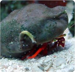 Scarlet Reef Hermit Crab - Paguristes cadenati - Live Saltwater Aquarium Invertebrate