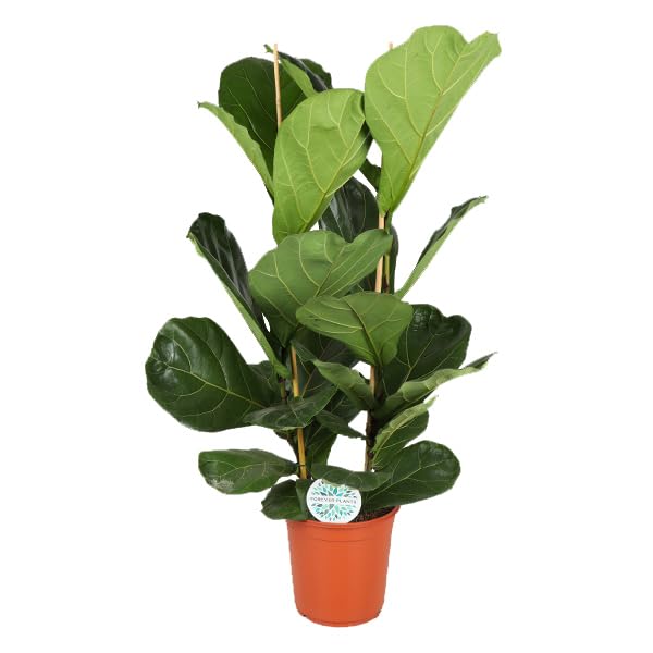 Ficus 'Lyrata' - Geigenfeige großlaubig Topf Ø 24 cm Höhe: 110 cm luftreinigende, pflegeleichte Zimmerpflanze