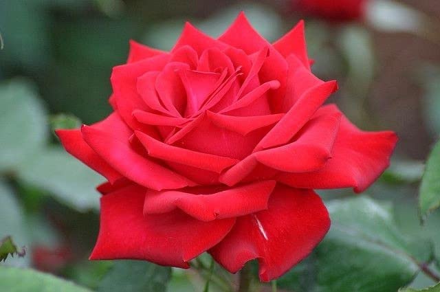 Corofitam_Rose PlantRed Hybrid All Season Live Rose Plant[CF27]Red Hybrid All Season Live Rose Plant[CF27] (B0B3XMGNCV) Amazon Price History, Amazon Price Tracker