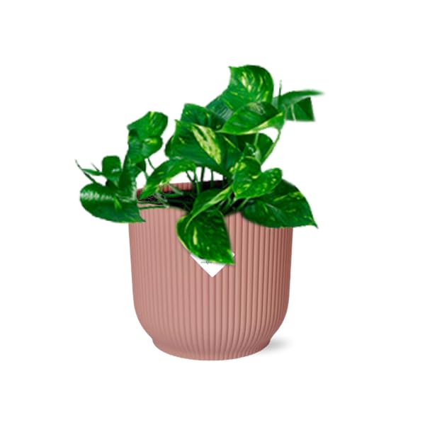 Efeutute Epipremnum Pinnatum Aureum Zimmerpflanze