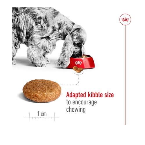 Royal Canin Medium Adult, 1er Pack (1 x 10 kg Beutel) - Hundefutter