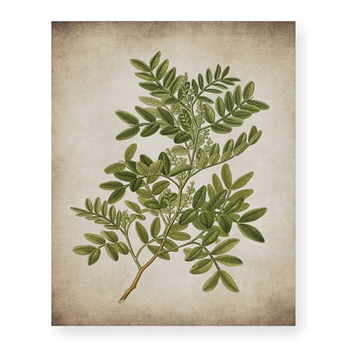 Bestbuddy Pet Set Of 4 (8X10) Unframed Popular Old Fashioned Plant Botanical Prints Antique Heirloom Herb Art Prints Kitchen Wall Decor Bbpap015 #TOP2