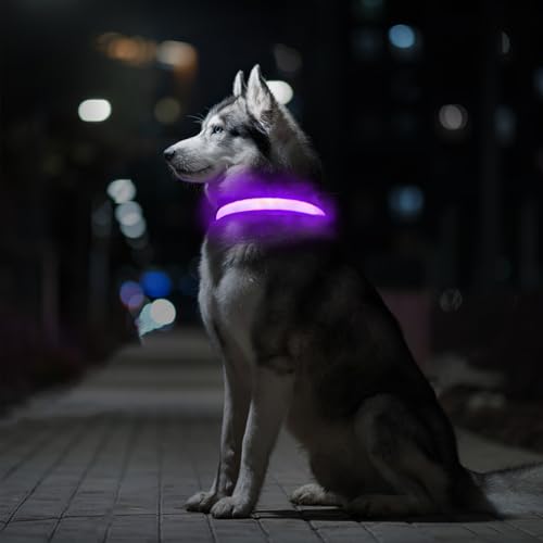Leuchthalsband Hund Aufladbar, Hundehalsband Leuchtend, LED Halsband für Hunde Leuchtband Einstellbar Wasserdicht mit 3 Lichtmodi Sicherheit Hundehalsband für Kleine Mittlere Große Hunde, Lila-M