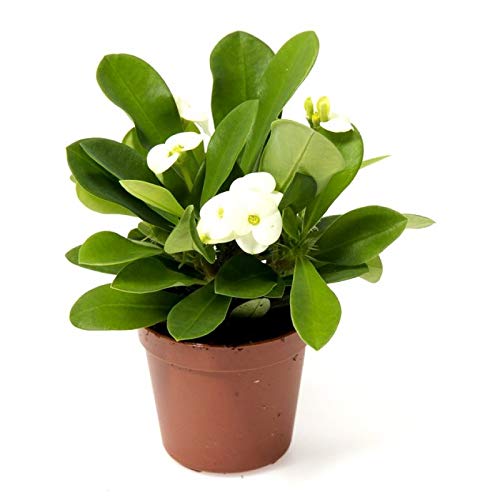 Plantazee Joogtook Euphorbia White Live Plant (B0B2ZQ2HRV) Amazon Price History, Amazon Price Tracker