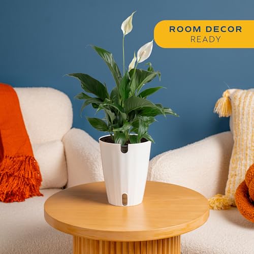 Image of Costa Farms Peace Lily Live Plant in Decorative Pot, Air Purifying Flowering Indoor Houseplant, Perfect for Home, Room, or Office Decor, Great House Warming or Birthday Gift, 14-24 Inches Tall