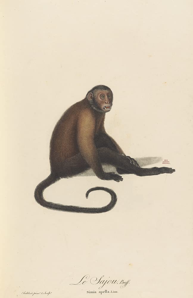 ArtDirect Le Sajou (1797) 7x10 UnFramed Museum Art Print Poster Ready for Framing by Jean-Baptiste Audebert (French, 1759-1800)