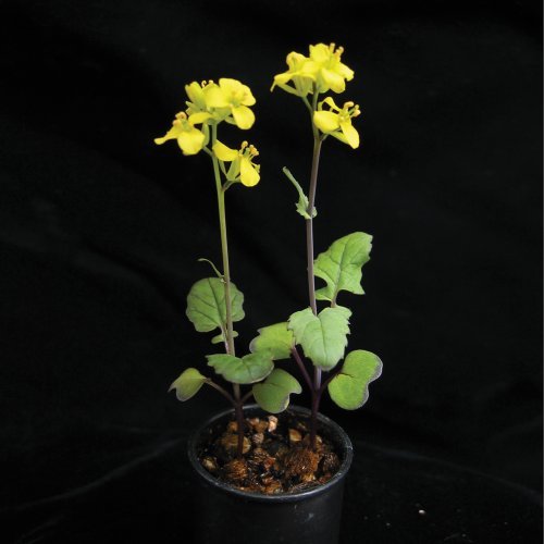 Brassica rapa Wisconsin Fast Plants, Petite Seed, Pack of 50