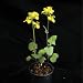 Brassica rapa Wisconsin Fast Plants, Petite Seed, Pack of 50