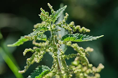 Stinging Nettle Seeds (Urtica Dioica) from Germany - Pure Vegan Protein Source, Dried Nettle Seeds - Net Weight: 0.7oz/20g. Non GMO, Gluten Free.