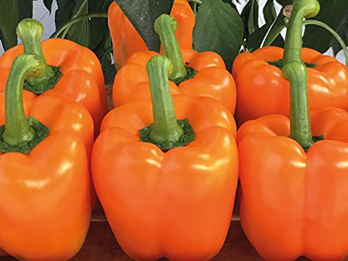 Golden Hills Farm hybrid Bell Pepper Capsicum - Orange Colour 40+ Seeds (B095MFVDCV) Amazon Price History, Amazon Price Tracker