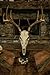 Skull Hooker Table Hooker European Trophy Mount – Perfect Kit for Table Display of Taxidermy Deer Antlers and other Skulls – Graphite Black