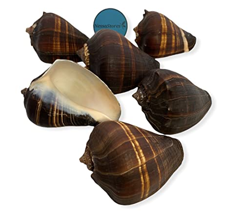 NessaStores Natural Fiber Conch Sea Shell Beach Home Decor 4