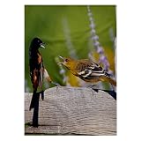 3dRose Orchard Oriole Male and Immature Baltimore Oriole Fighting, Marion, IL 22x30 Bath Hand Pool Towel