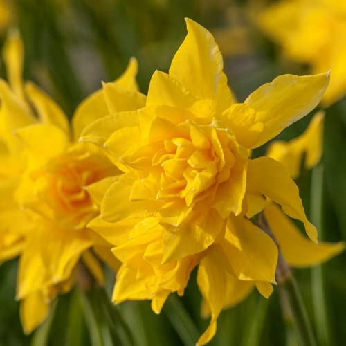 Narciso Bulbi di Narcisi Narcissus bulbi facili da piantare piantare giardini decorazioni per la casa