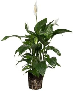 Spathiphyllum | DECOALIVE | Cuna de Moisés | Planta de Interior | Planta Natural
