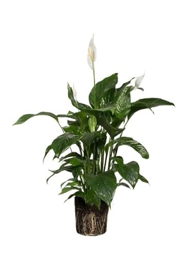 Spathiphyllum | DECOALIVE | Cuna de Moisés | Planta de Interior | Planta Natural