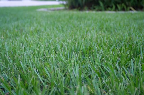 Argentine Bahia Grass Seeds, 4 Ounces. Great for lawns, Pasture and Wildlife plots.