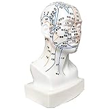  Cabeza Humano Lleno Cara Acupuntura Modelo Facial Falso HD Letras Médico Aprendizaje Meridiano Puntos Chino Medicamento Cuerpo Diagrama,Blanco
