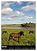 Icelandic Horses in Their Home (Wall Calendar 2026 DIN A3 High), CALVENDO Monthly Calendar: Icelandic Horses are a Robust Horse Breed with a Particularly Dense Winter Fur